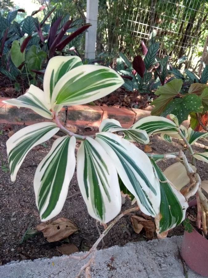 Costus arabicus flower