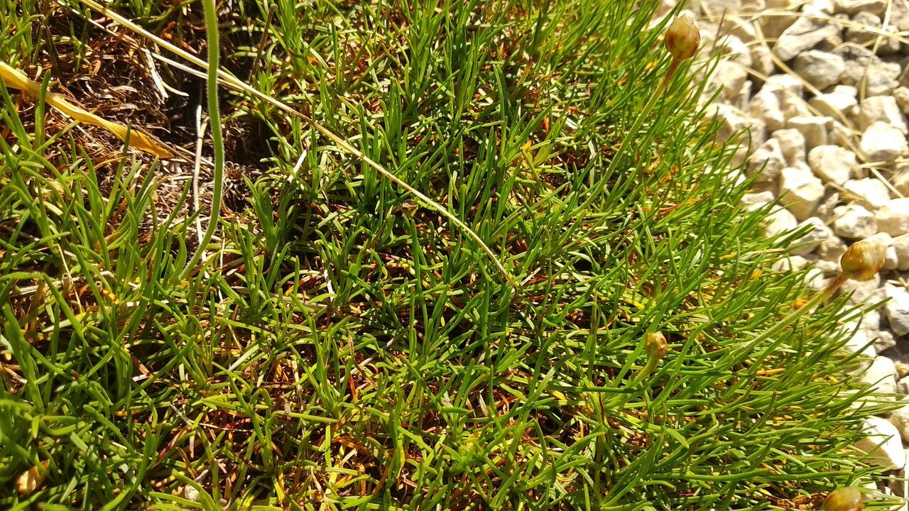 Armeria pinifolia leaf