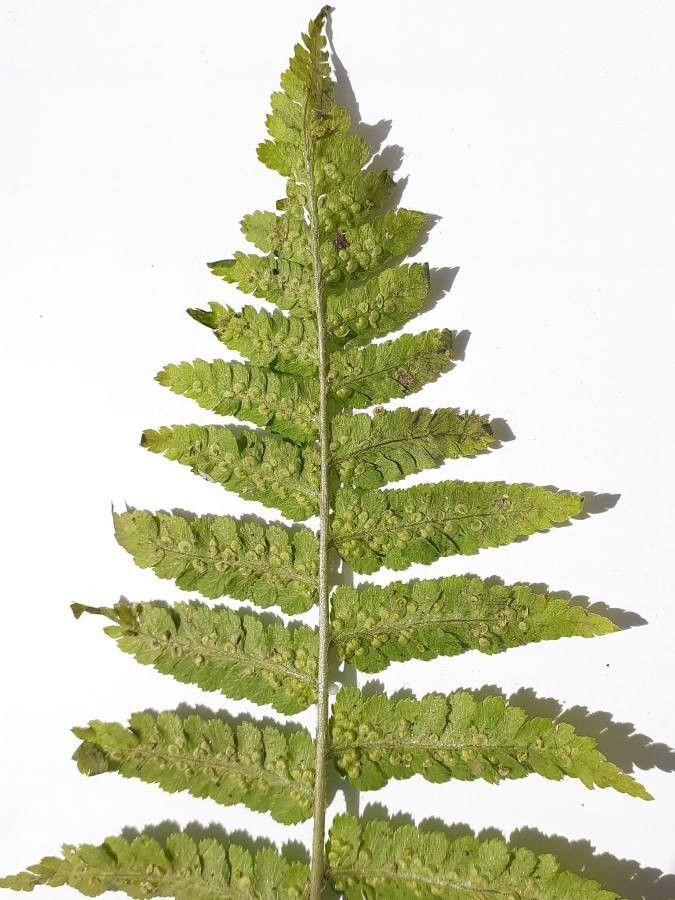 Dryopteris tyrrhena — houseplant care guide
