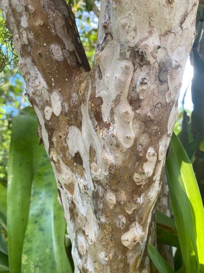 Plinia spirito-sanctensis bark