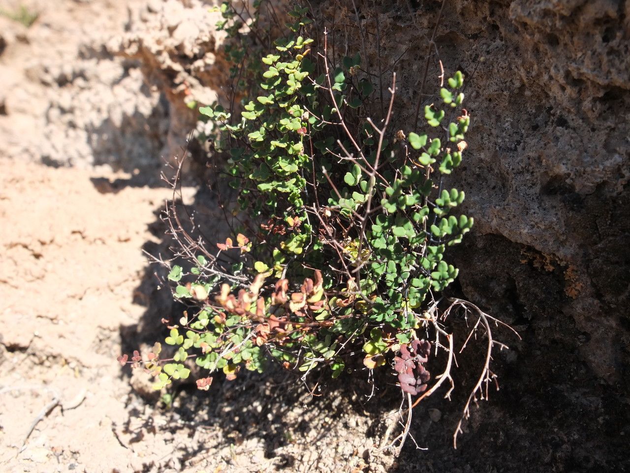 Argyrochosma nivea habit