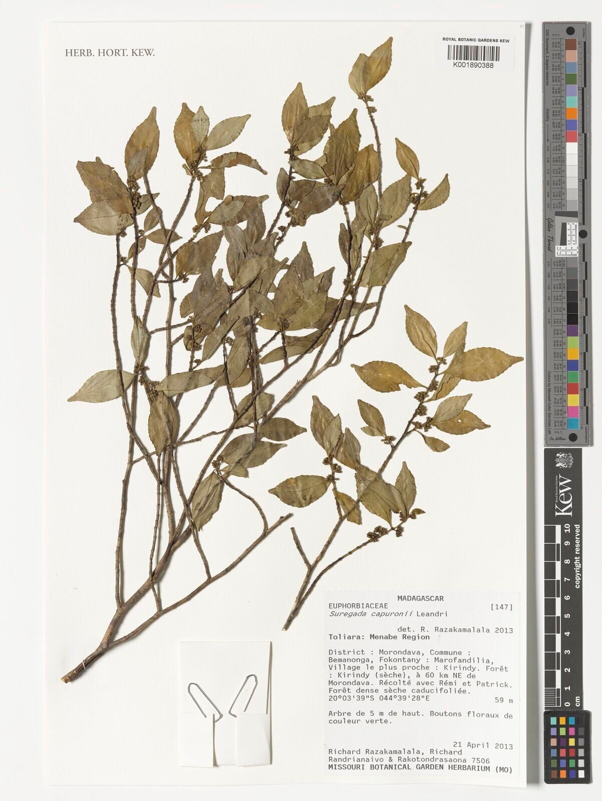 Suregada capuronii — related species from the same genus