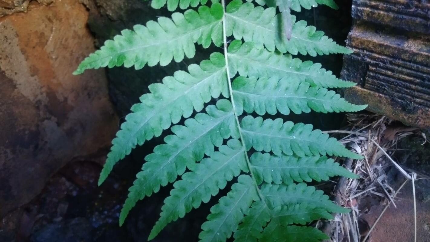 Cyathea choricarpa — houseplant care guide