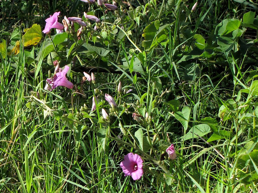 Ipomoea tenuirostris — houseplant care guide