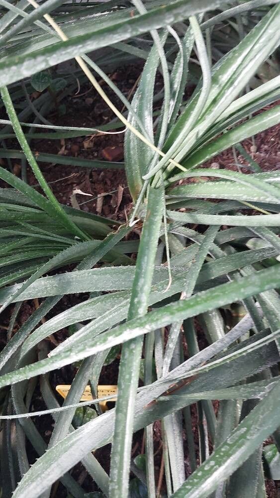 Orthophytum saxicola — houseplant care guide