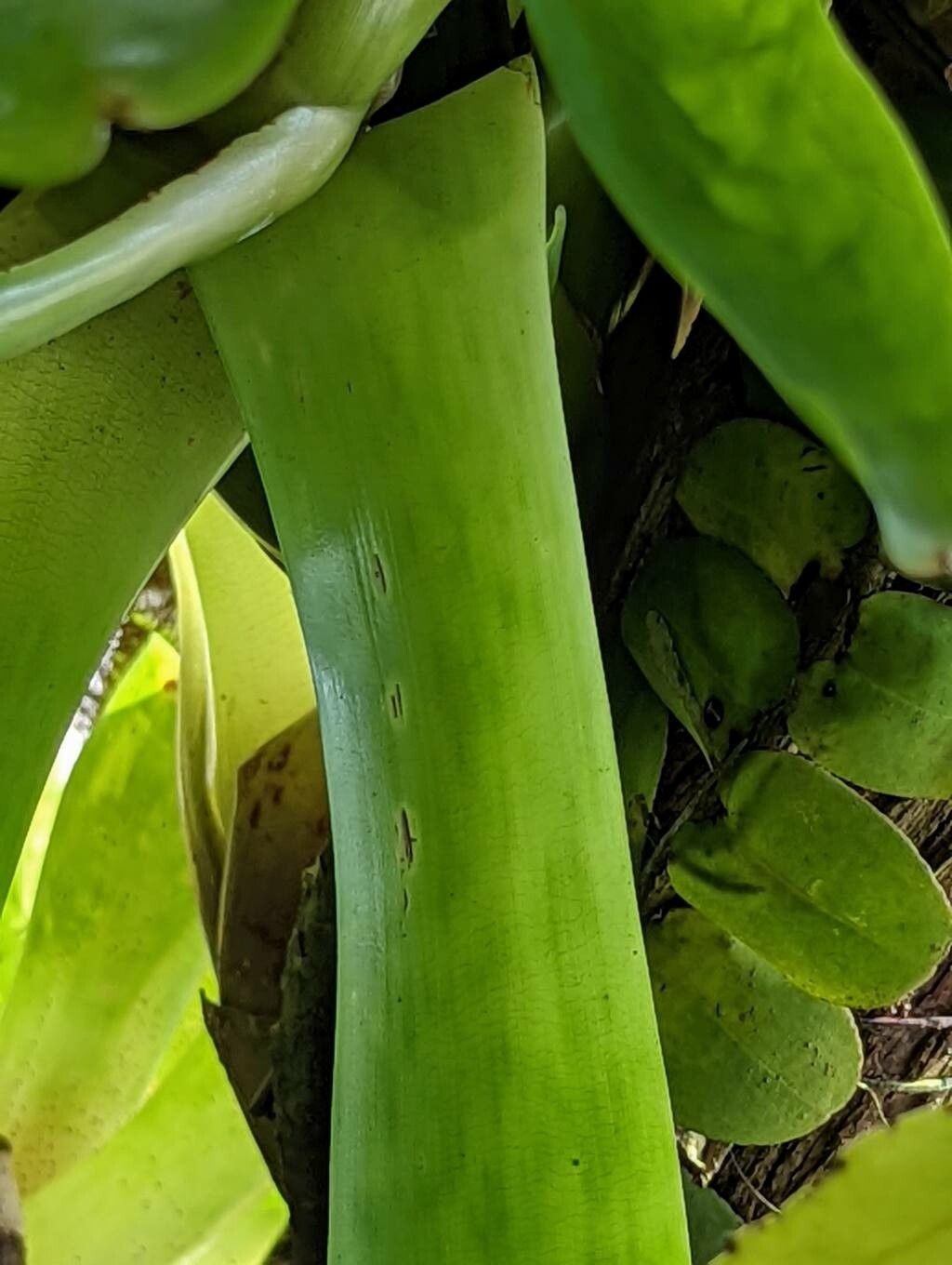 Neoregelia compacta leaf