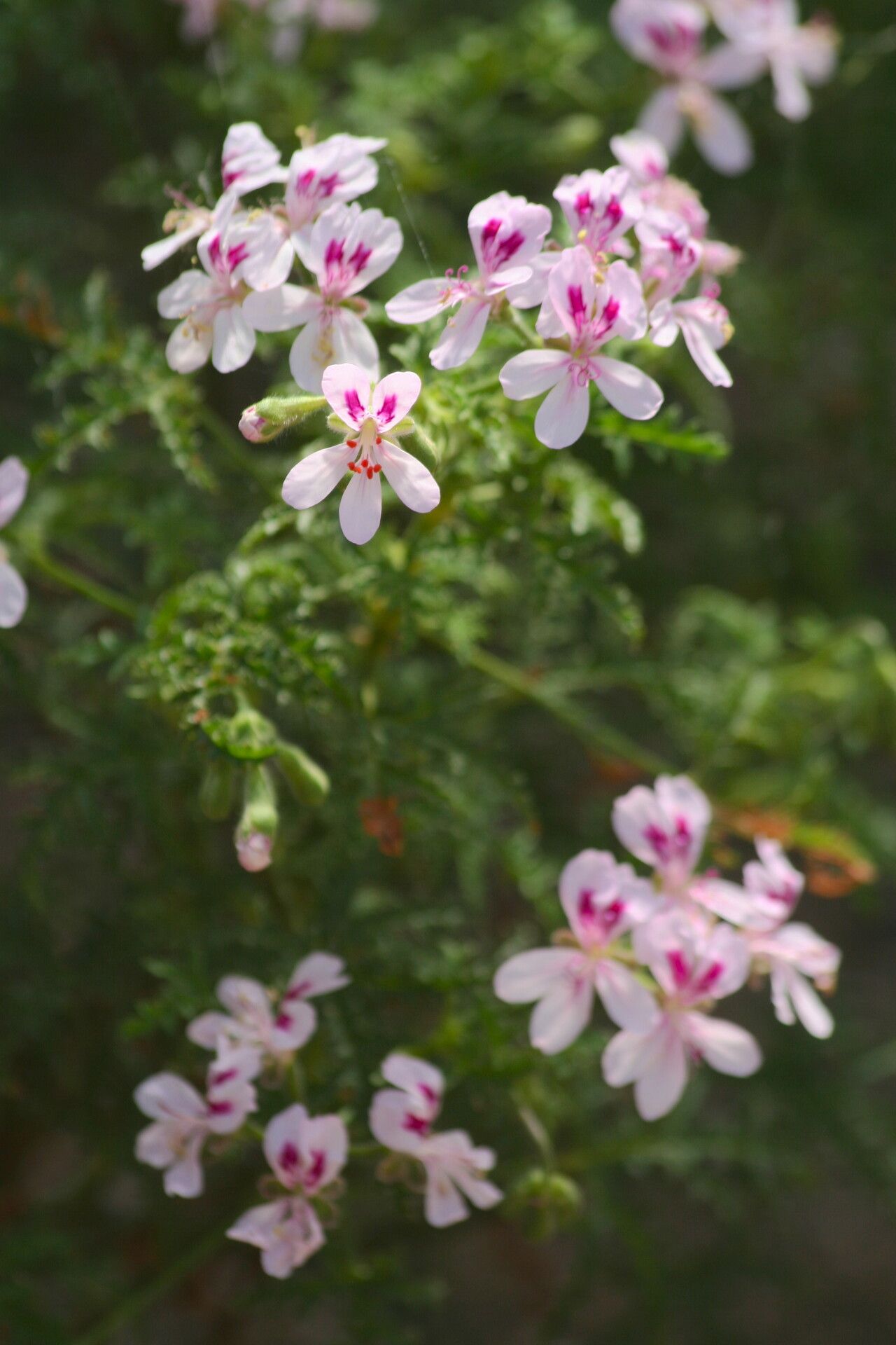 Pelargonium denticulatum flower