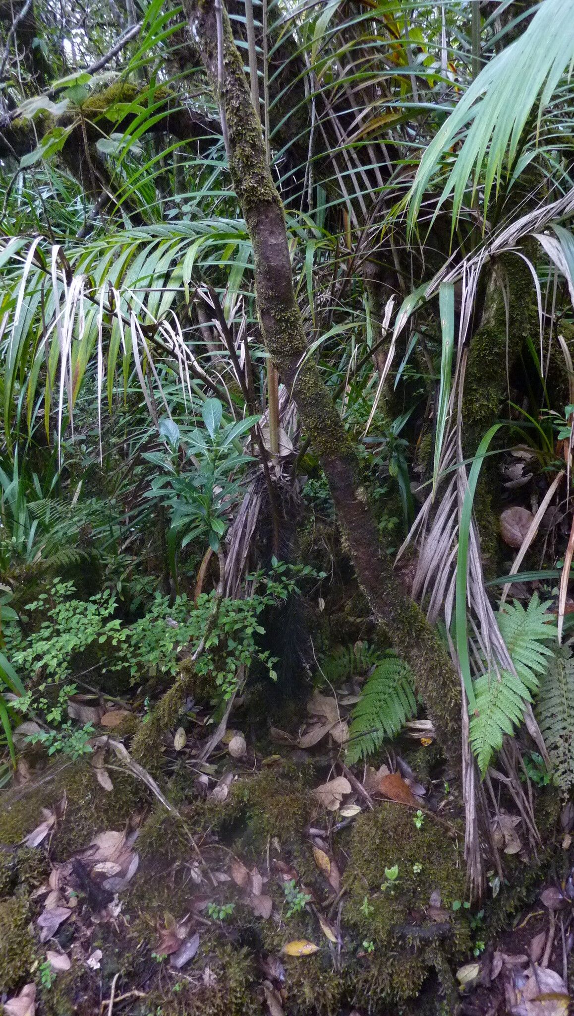 Acanthophoenix crinita — related species from the same genus