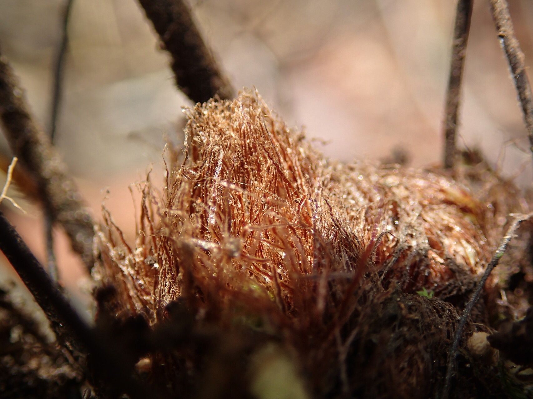 Hemionitis dura other