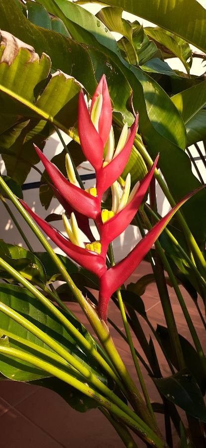 Heliconia stricta flower