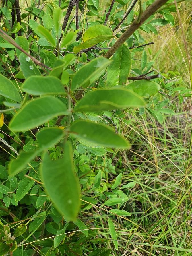Indigofera binderi leaf