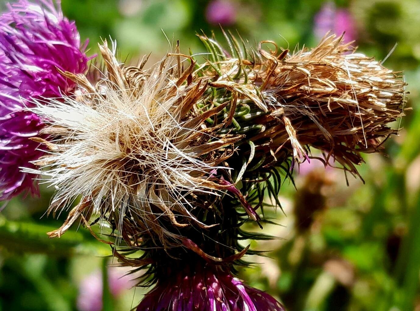 Carduus personata fruit