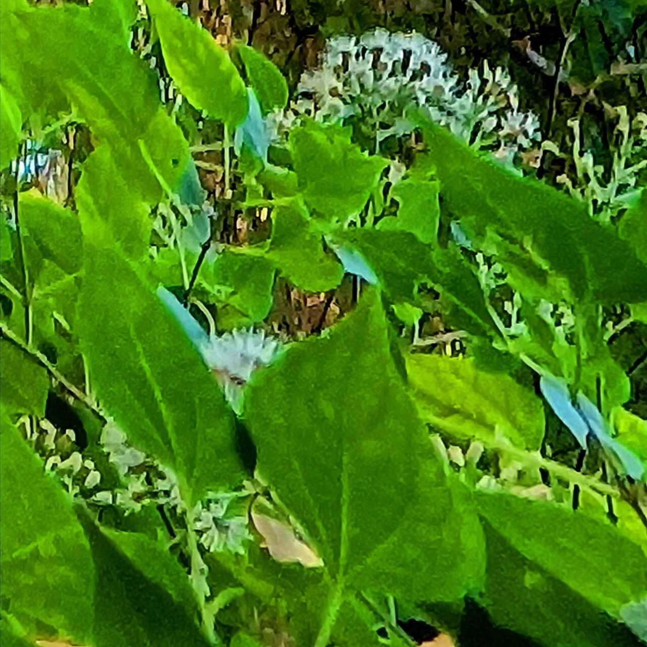 Chromolaena collina — related species from the same genus