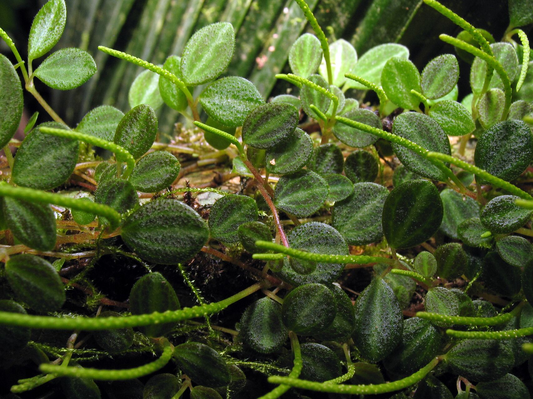 Peperomia ouabianae flower
