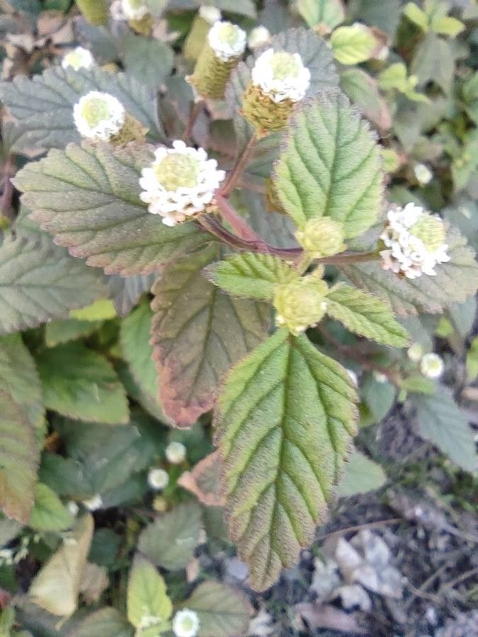 Phyla scaberrima leaf