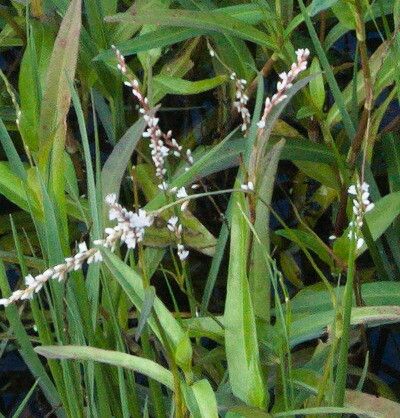 Polygonum bellardii flower