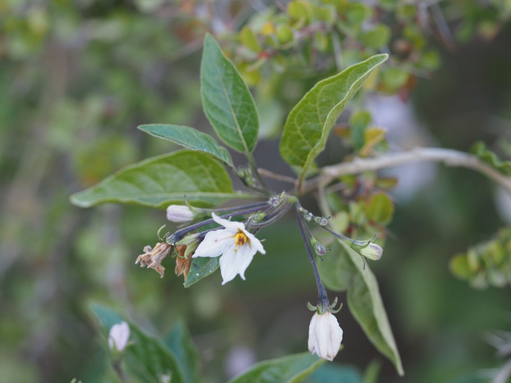Solanum schimperianum — houseplant care guide