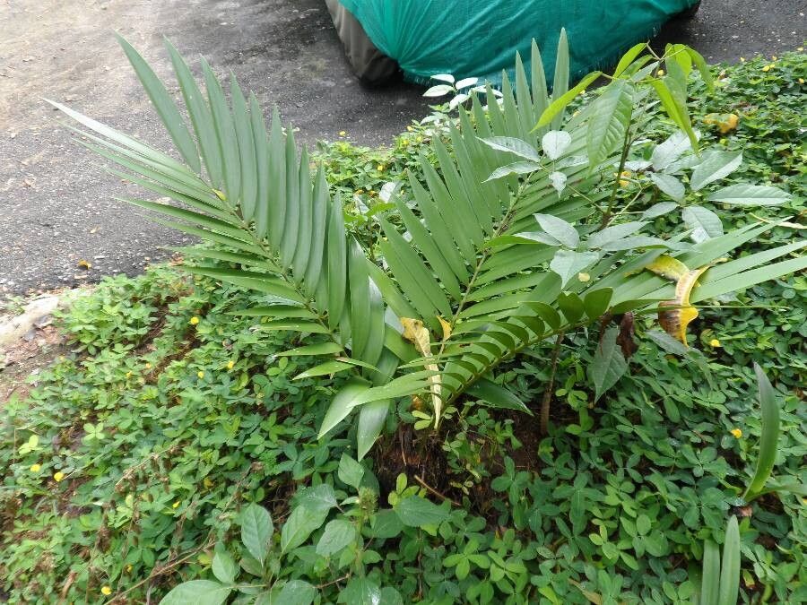 Zamia encephalartoides — search result for 'Zamiaceae'