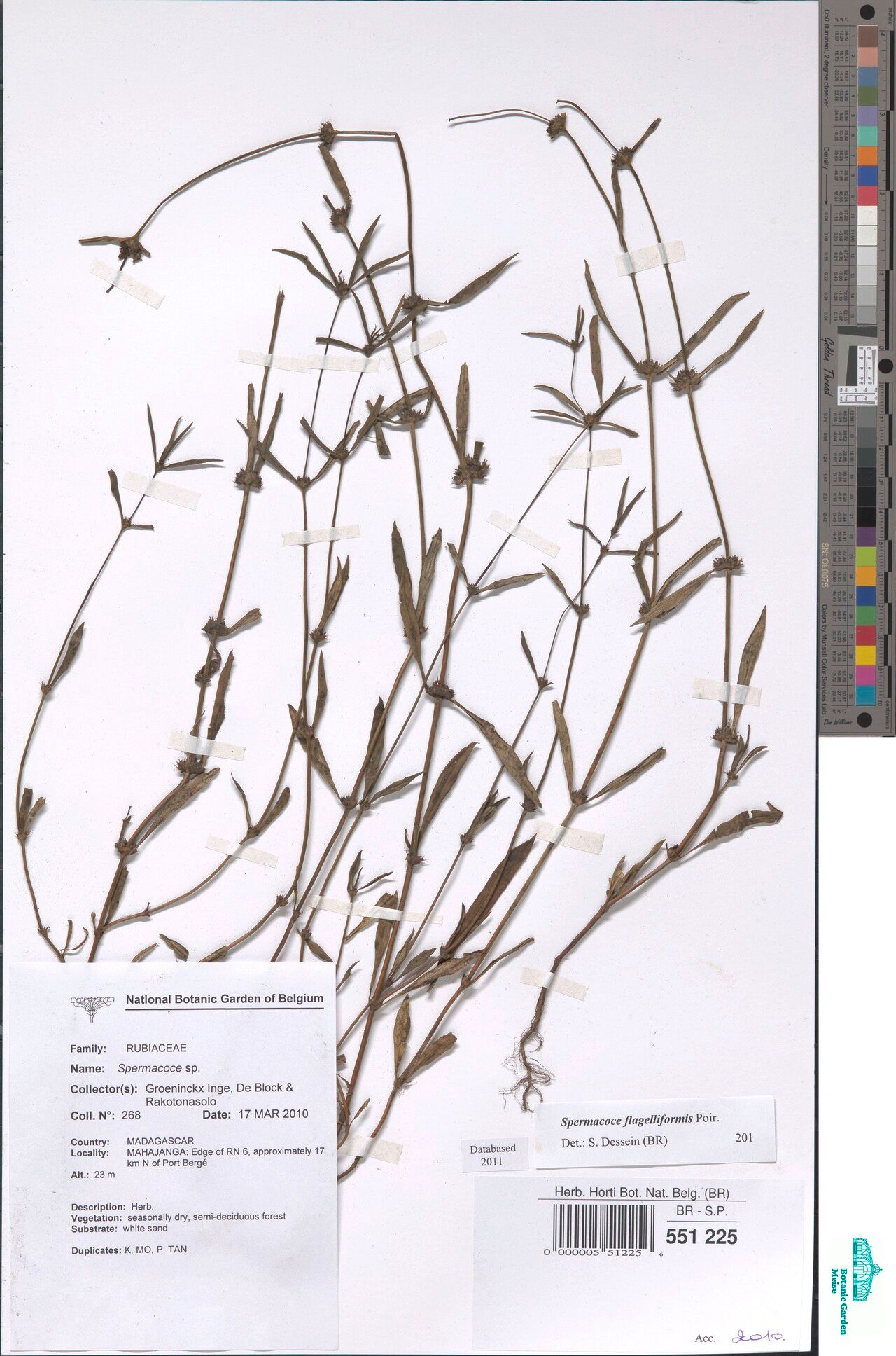 Spermacoce flagelliformis — search result for 'Spermacoce'