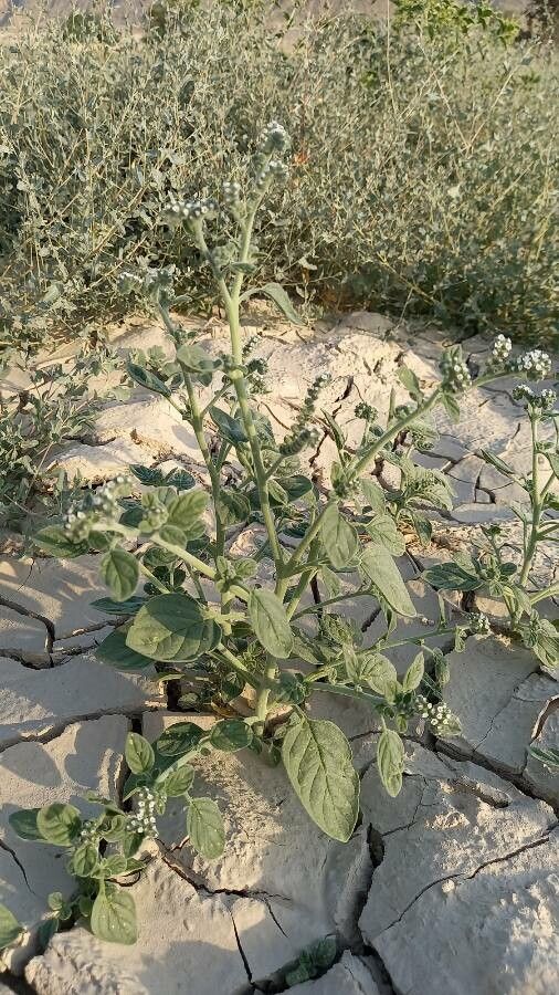 Heliotropium dolosum habit