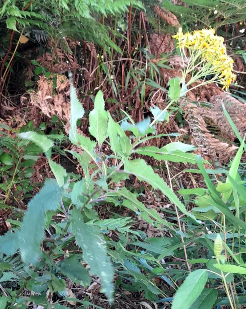 Senecio otites habit