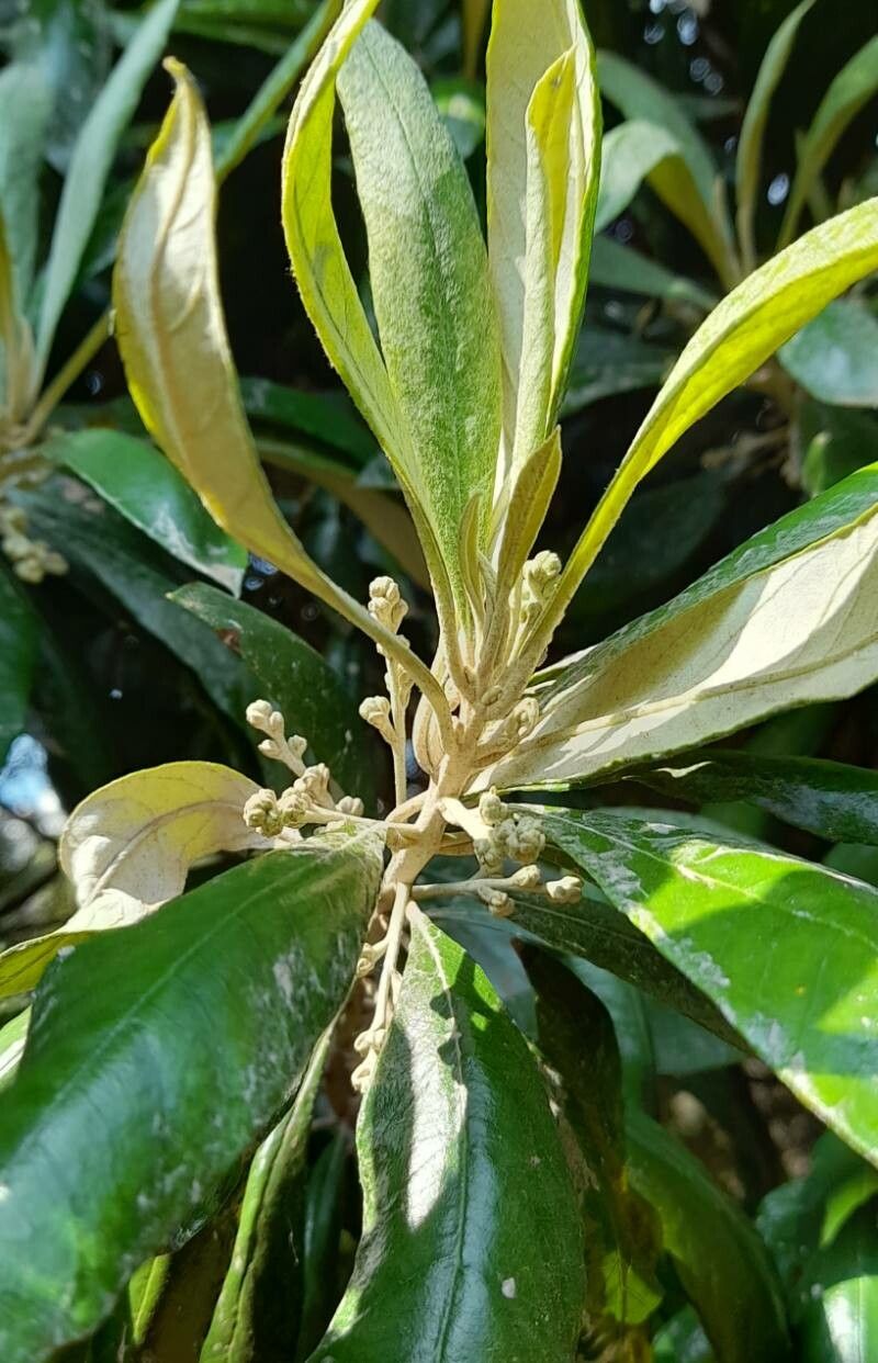 Brachylaena huillensis flower