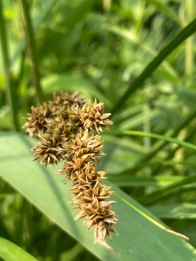 Carex vulpina flower