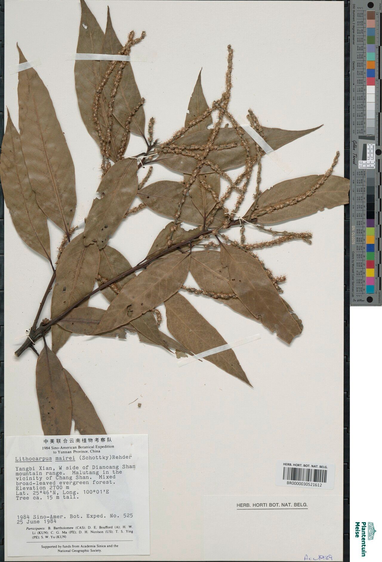 Lithocarpus mairei — search result for 'Lithocarpus'