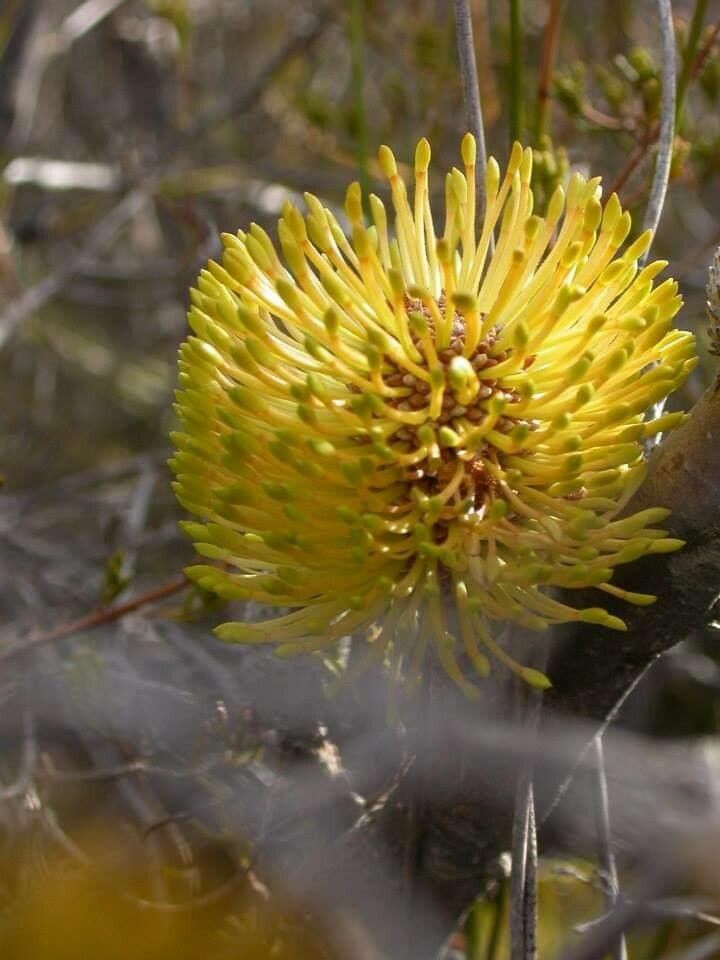 Banksia candolleana flower