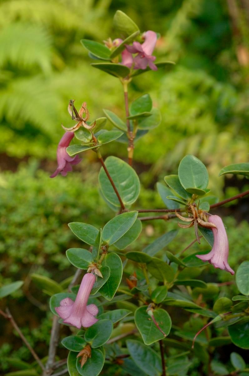 Rhododendron stevensianum habit