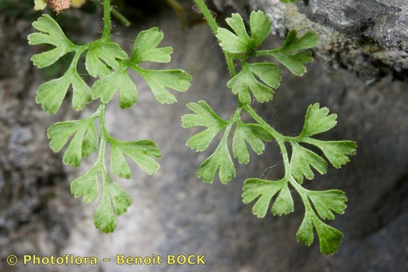 Asplenium x javorkae other