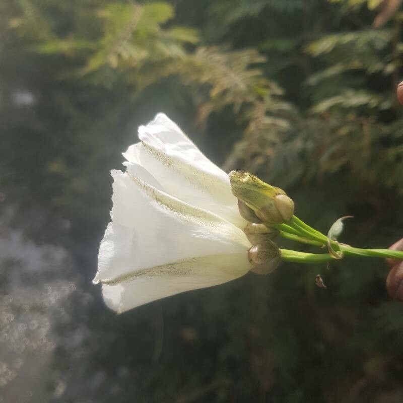 Merremia pterygocaulos flower