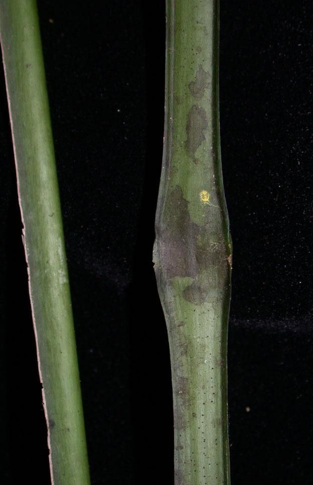 Anthurium spathiphyllum bark