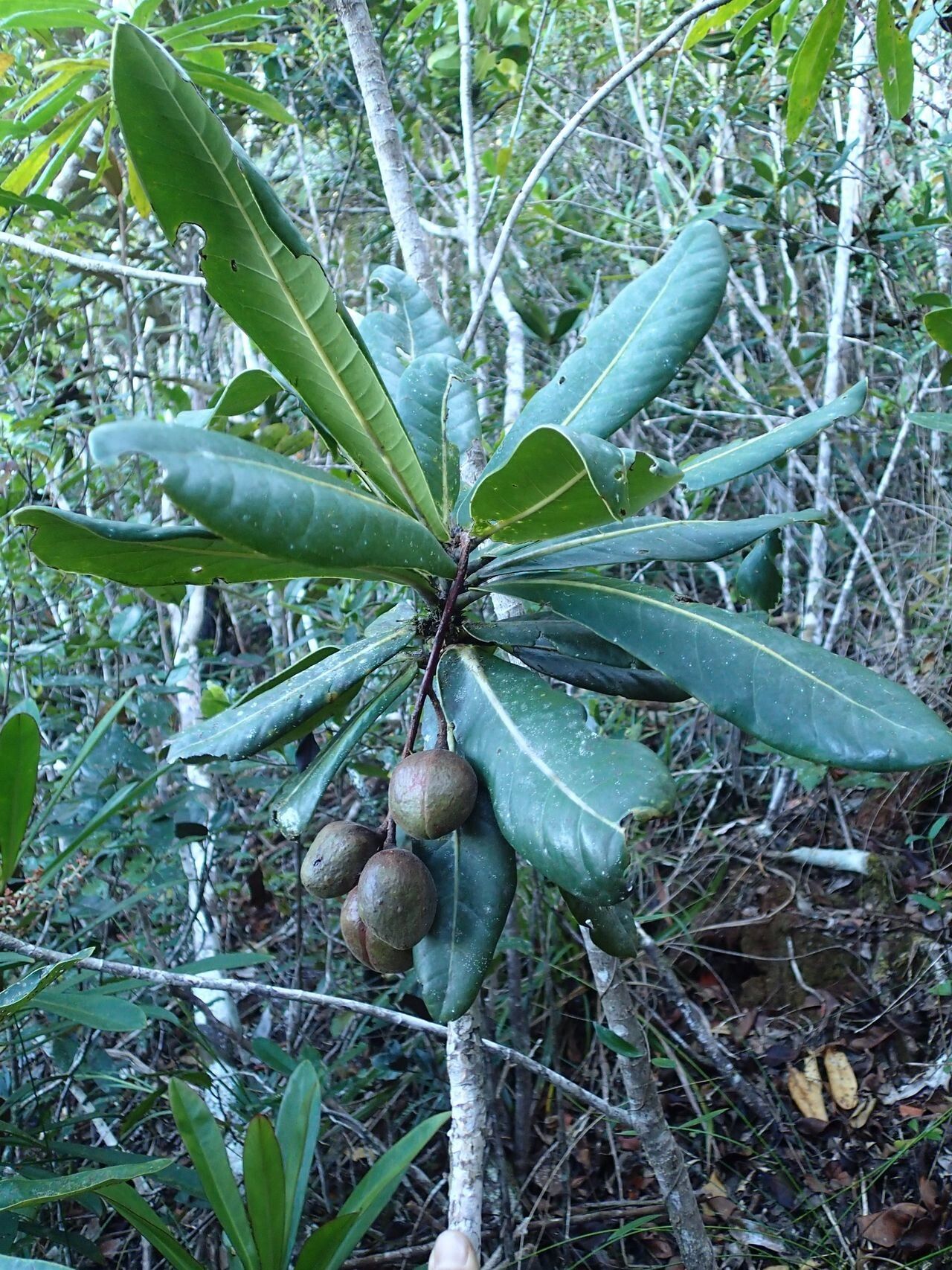 Acropogon margaretae fruit