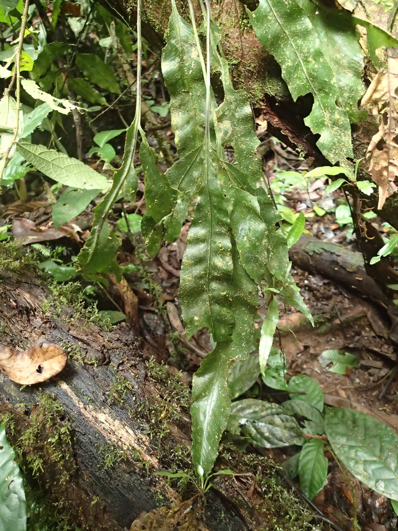 Asplenium variabile habit