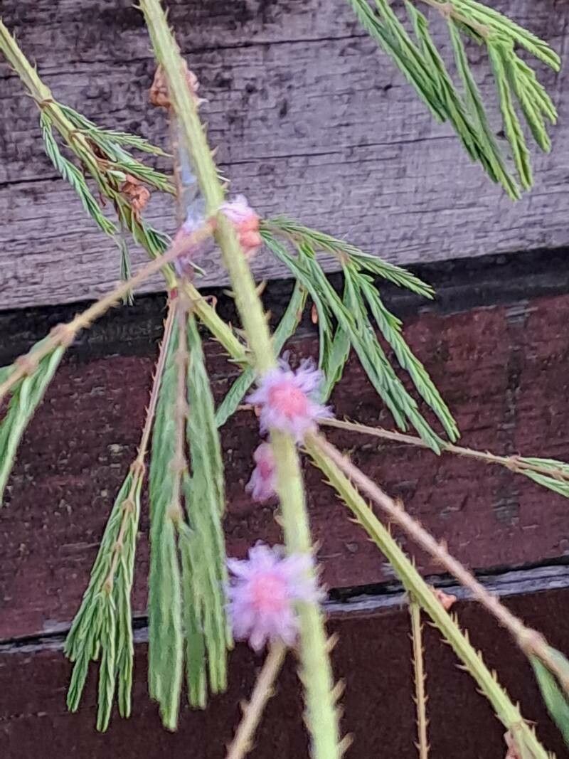 Mimosa somnians flower