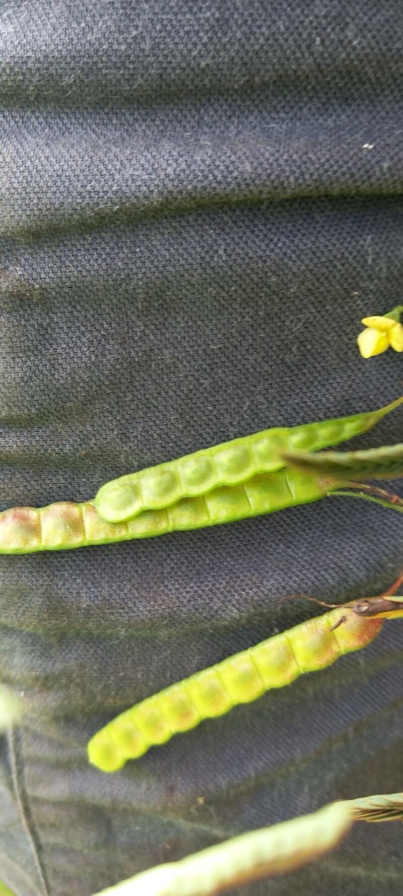 Aeschynomene sensitiva fruit