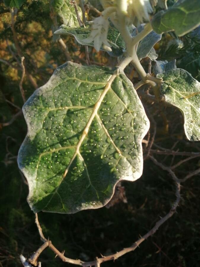 Solanum marginatum — search result for 'Eritrea'