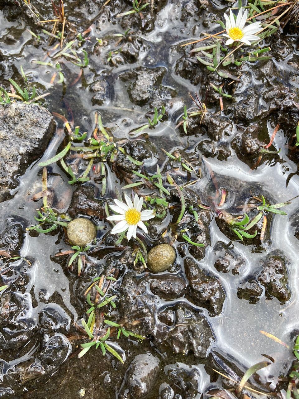 Werneria pygmaea habit