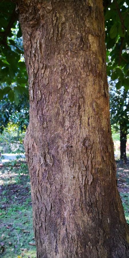 Bischofia polycarpa bark