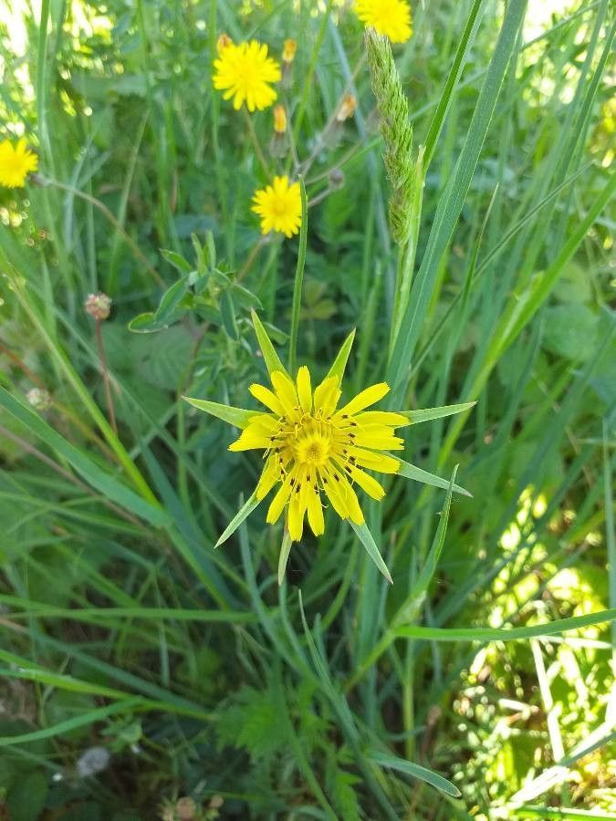 Tragopogon pratensis flower