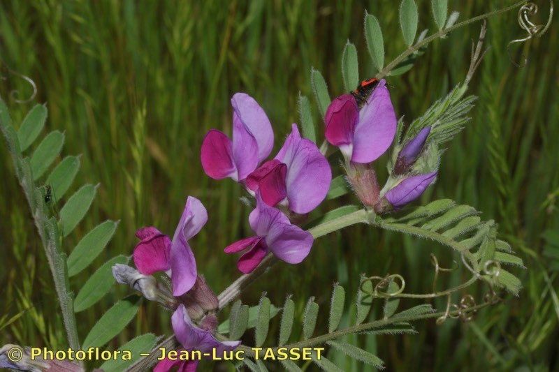Vicia macrocarpa flower