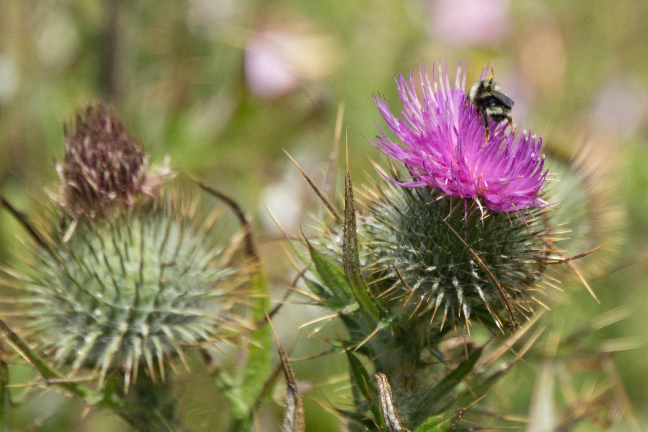 Cirsium andrewsii — search result for 'Cirsium'