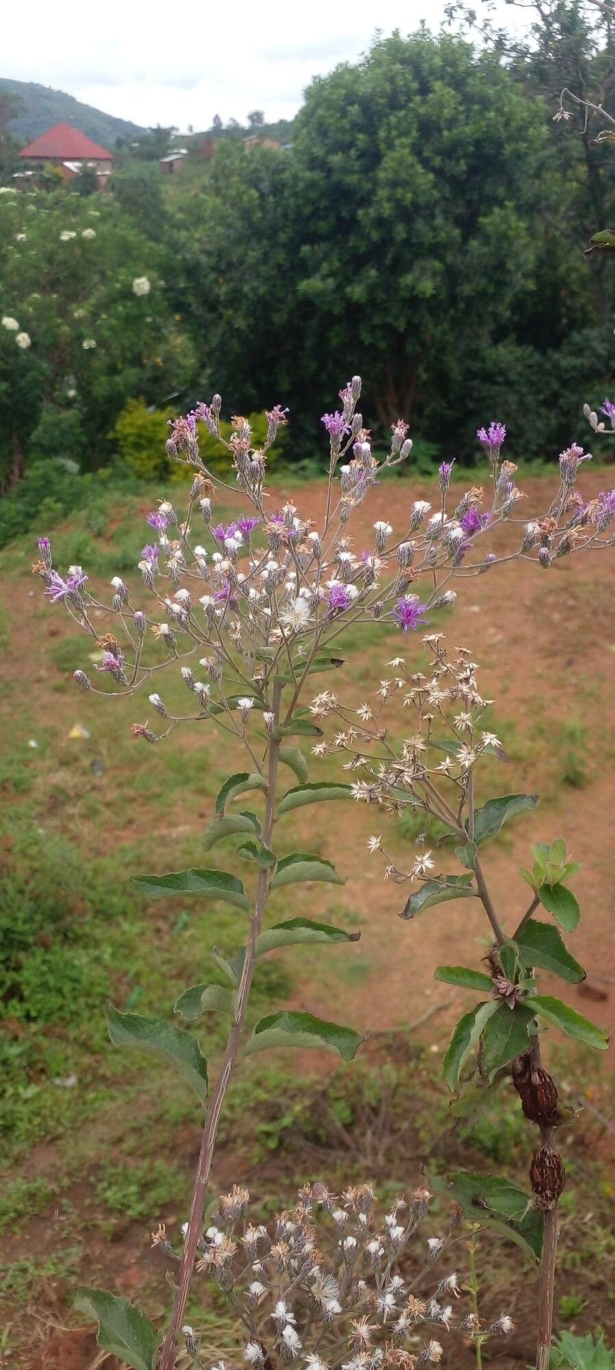 Linzia glabra flower
