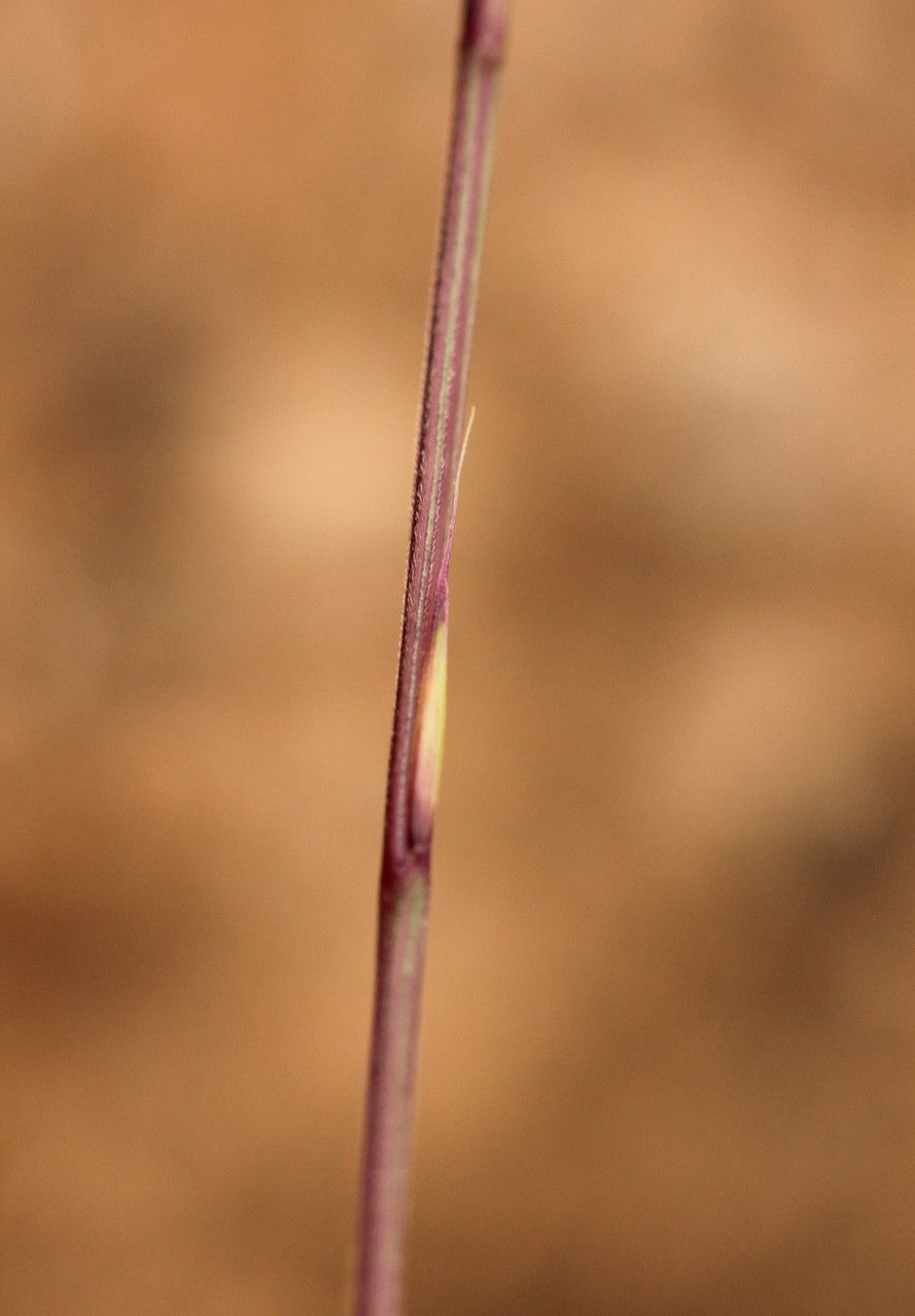 Psilurus incurvus — search result for 'Uzbekistan'