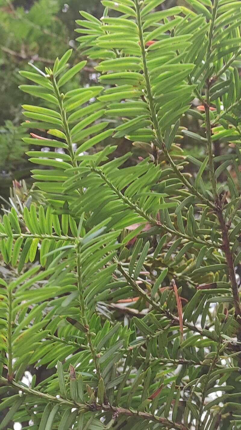Taxus brevifolia