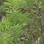 Taxus brevifolia