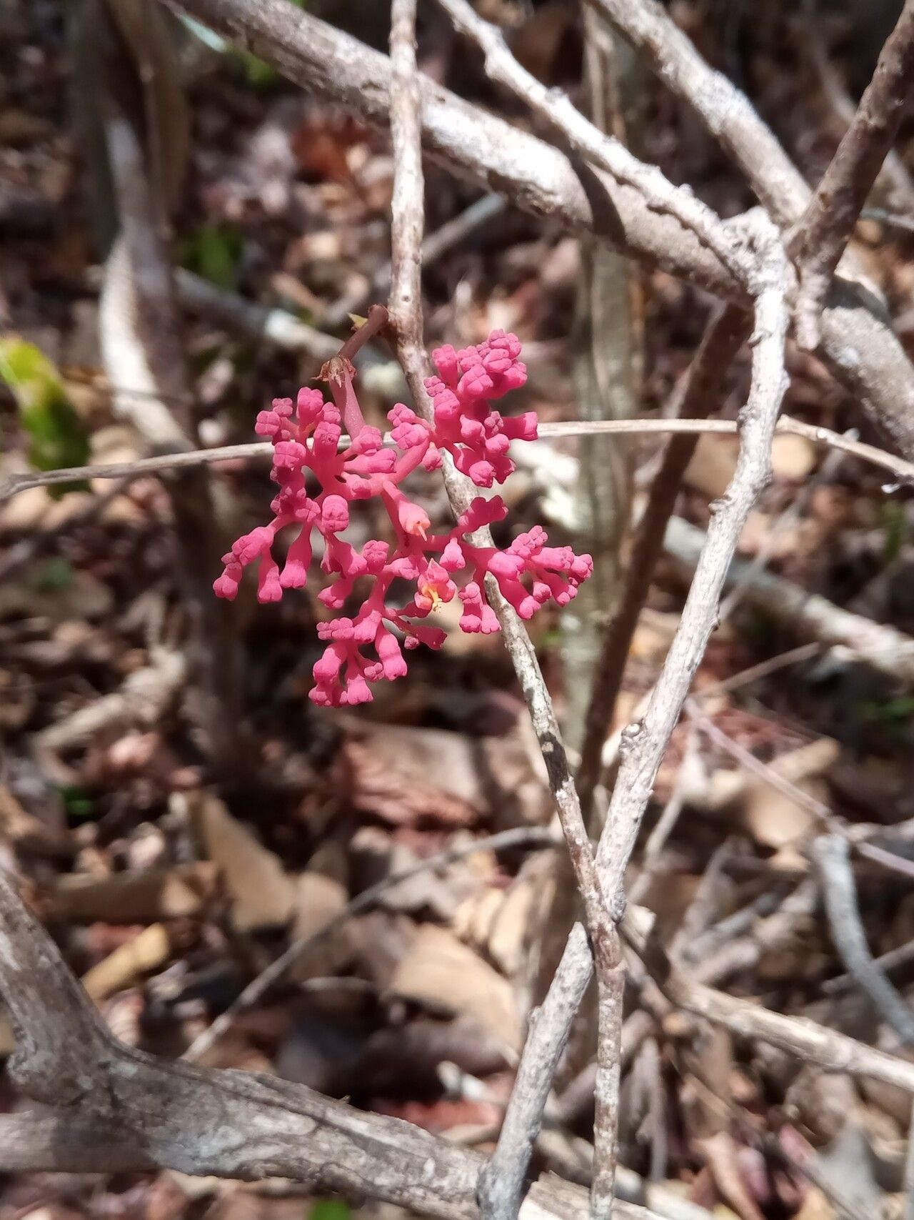 Cyphostemma pachypus flower