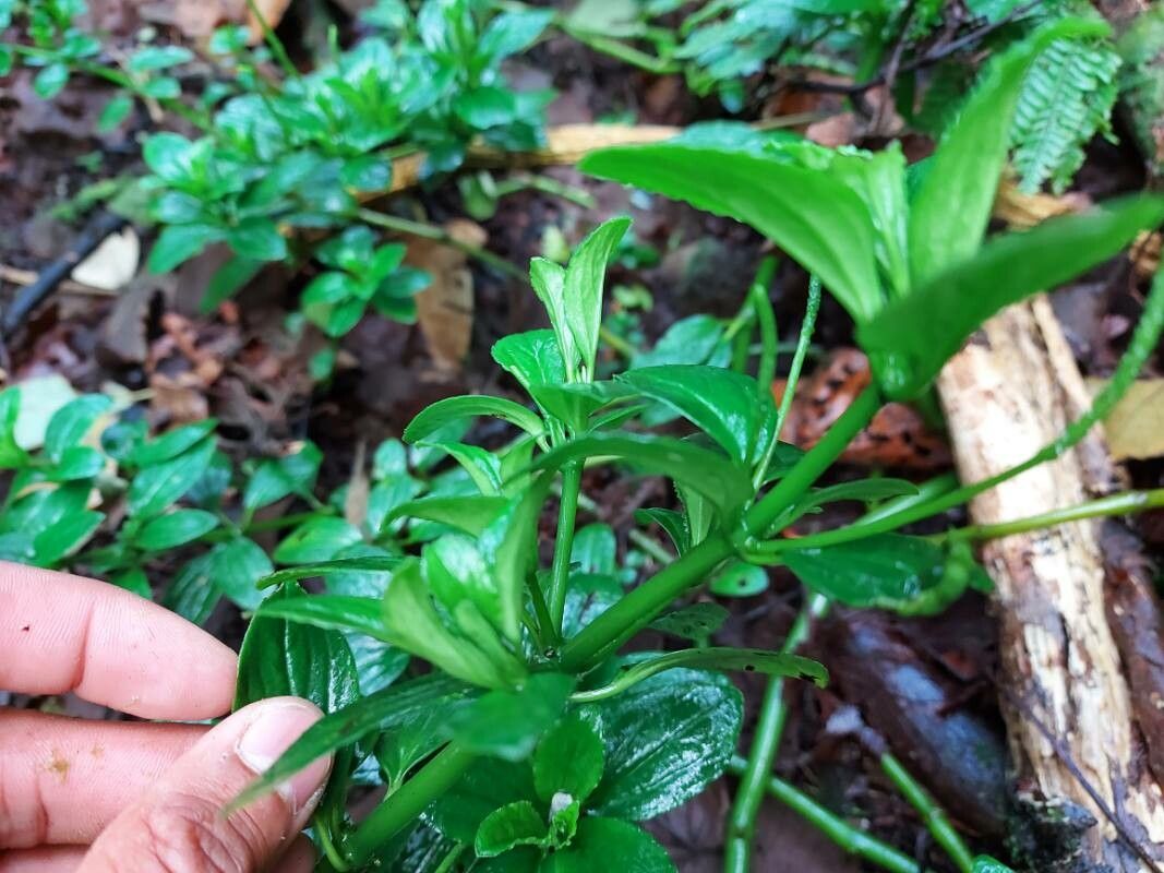 Peperomia pedunculata — search result for 'Peperomia'