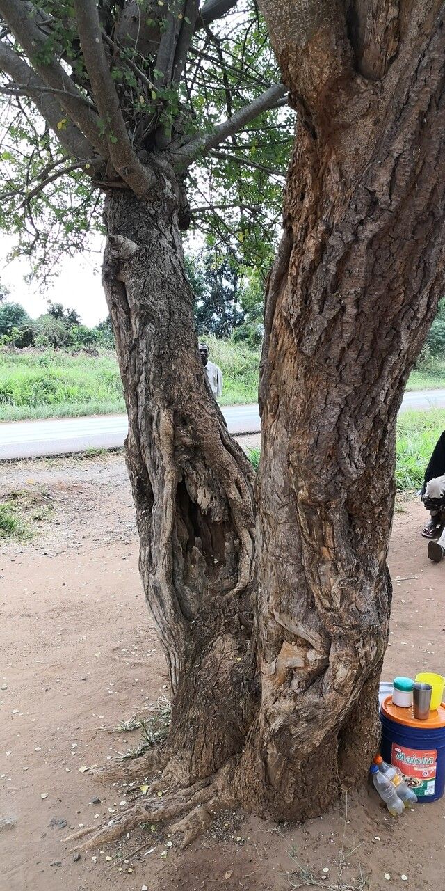 Albizia anthelmintica bark